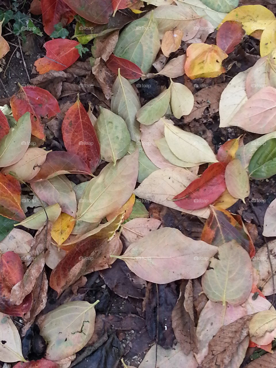 Leaf, Fall, Nature, Desktop, Tree