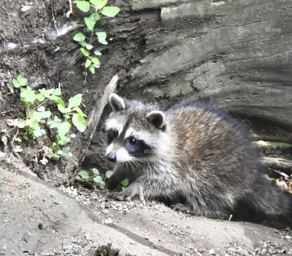 Baby Raccoon