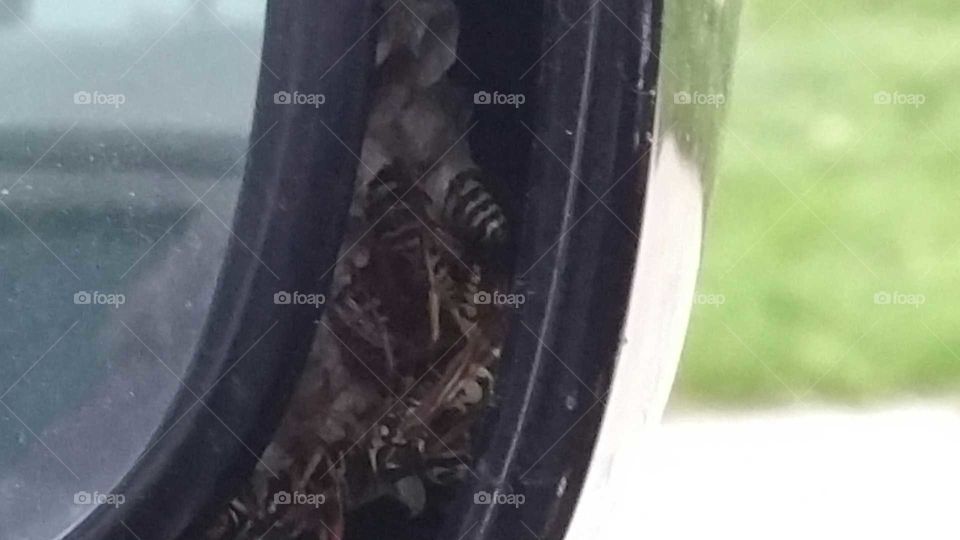 Wasp nest in passenger side rear view mirror