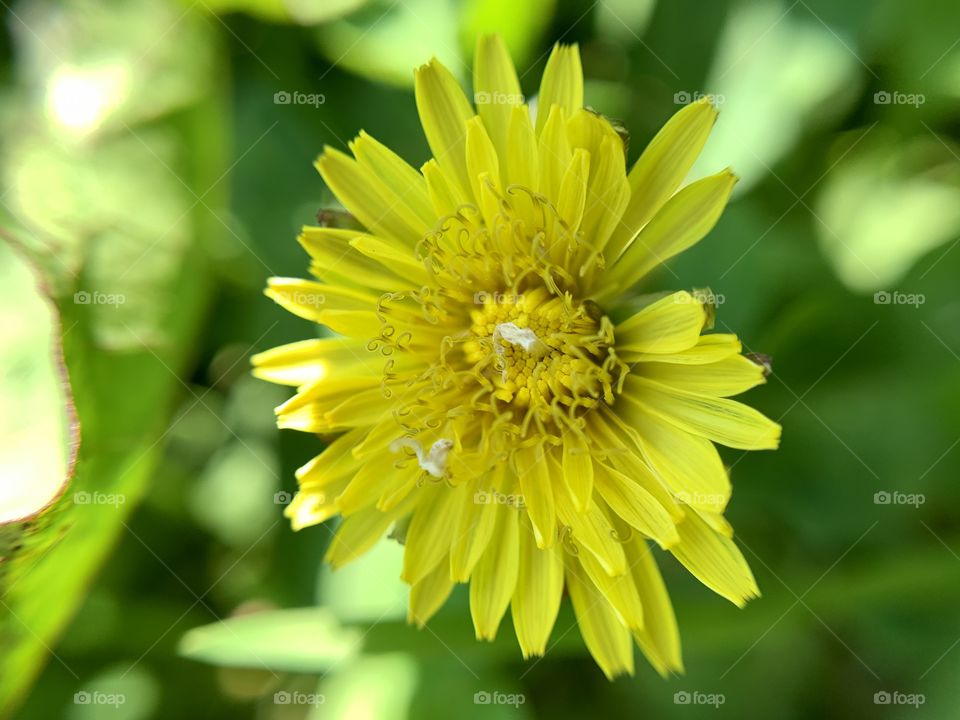 Beautiful flower blossoms of common dandelion with yellow petals in the park. Macro shot.