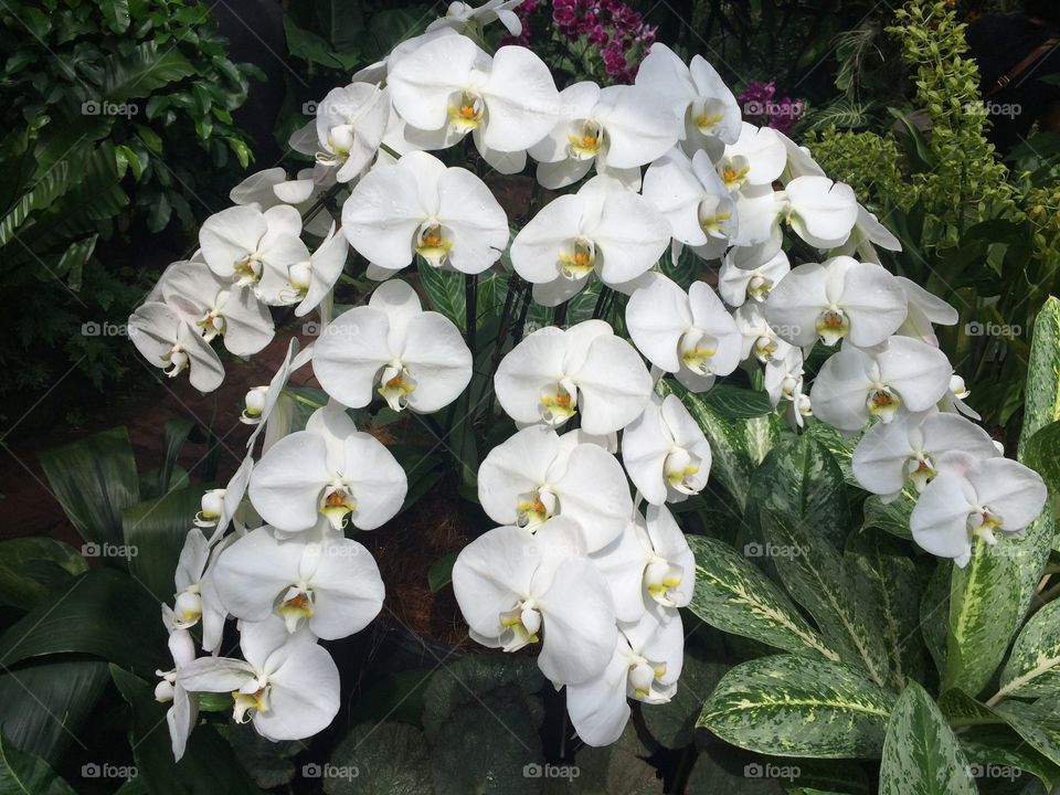 White Orchids