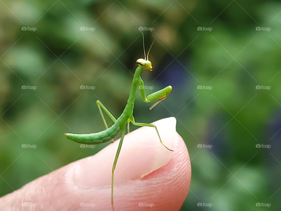 Baby mantis standing on a human finger nail