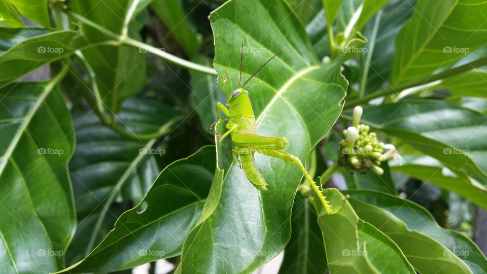 grasshopper on a leaf