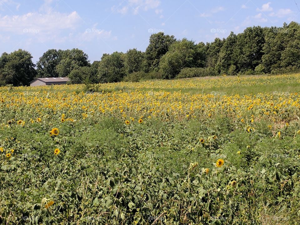 Happy sunflowers