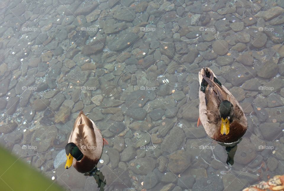 Pair of ducks swimming together