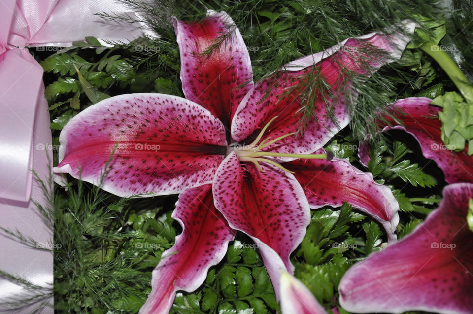 flower plant lily by robinmc4