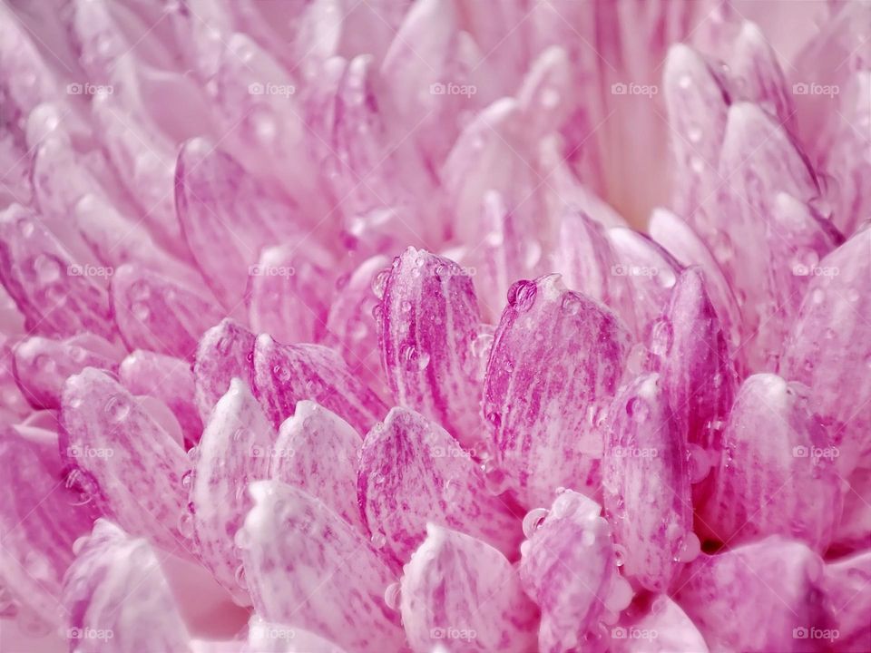 Macro photo of a flower growing in the garden