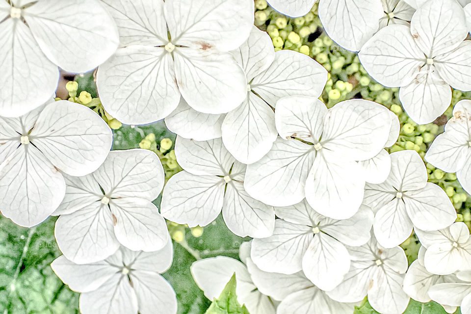 White hydrangea 