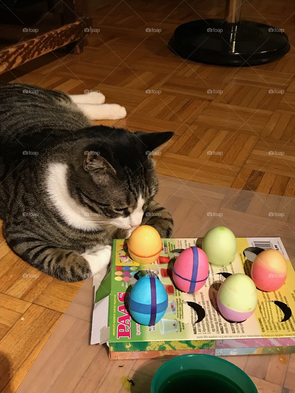 Cat and Easter eggs 