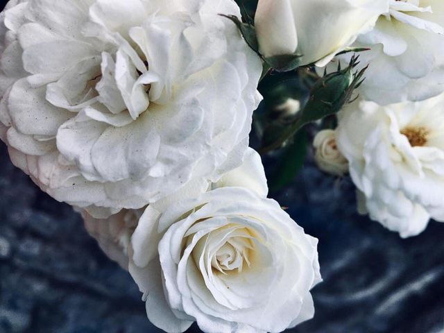 belas rosas