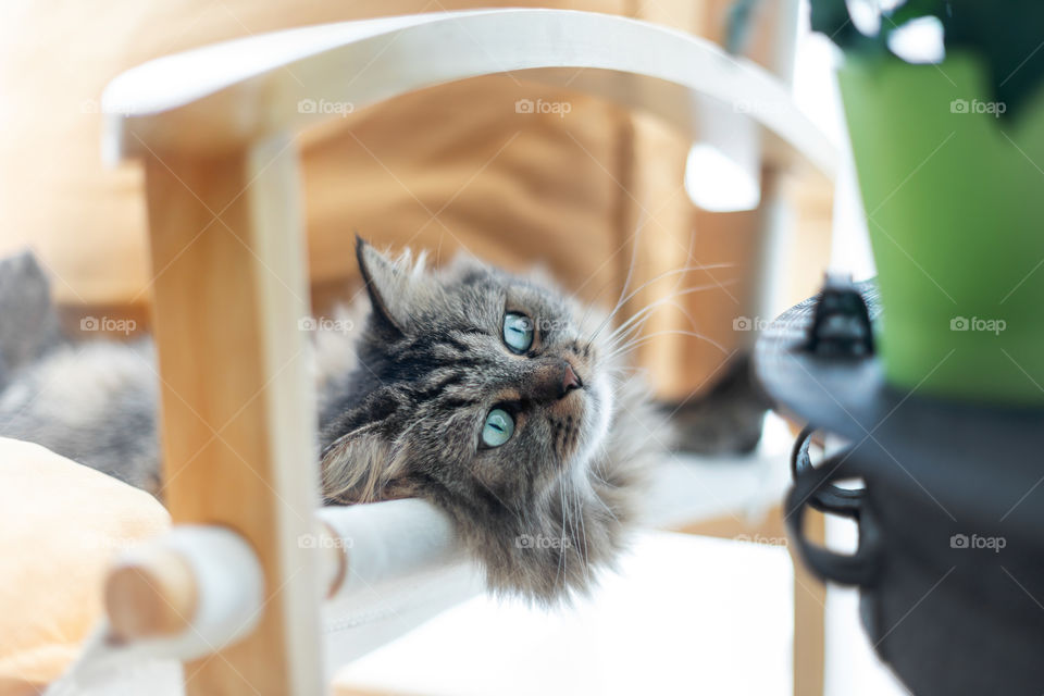 Look into my eyes, cat is relaxing on the chair in the morning