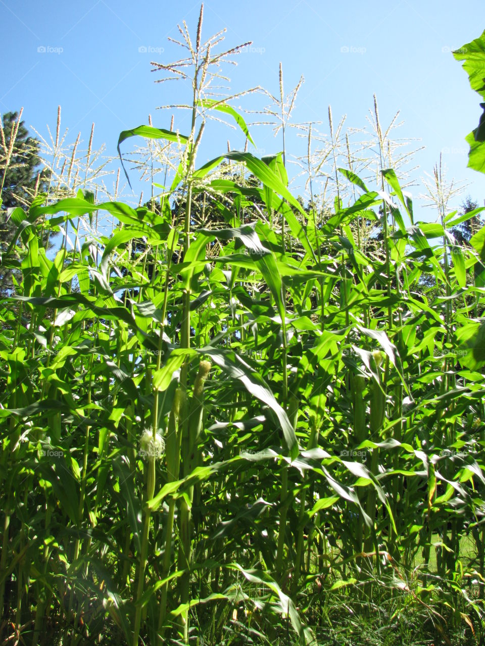 Corn Stalks. field of corn