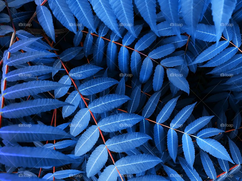 Blue leaves 