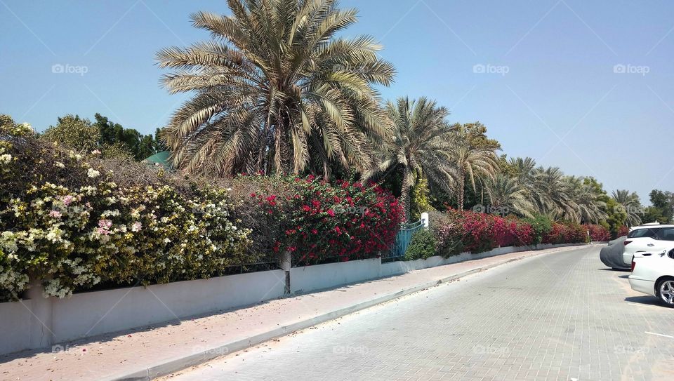 Boundary wall flowers
