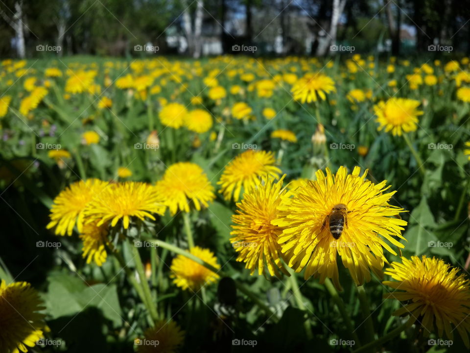 Honey bee on yellow flower