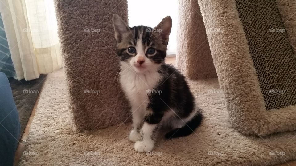A black and white tabby kitten sitting under a cat condo