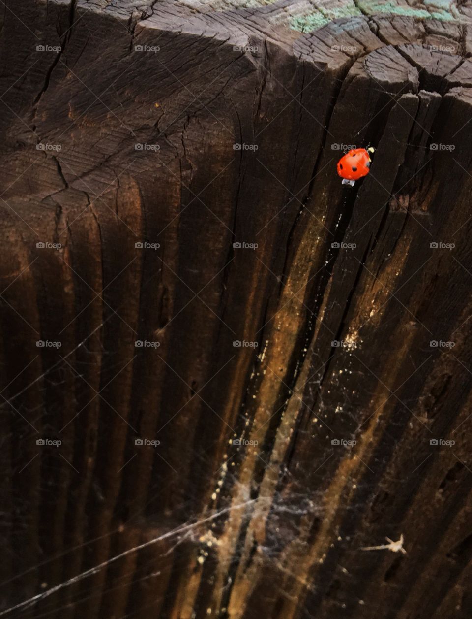 Ladybug stock in a spiderweb 