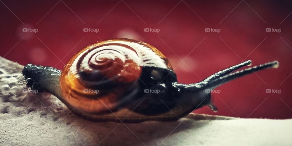 Red snail
