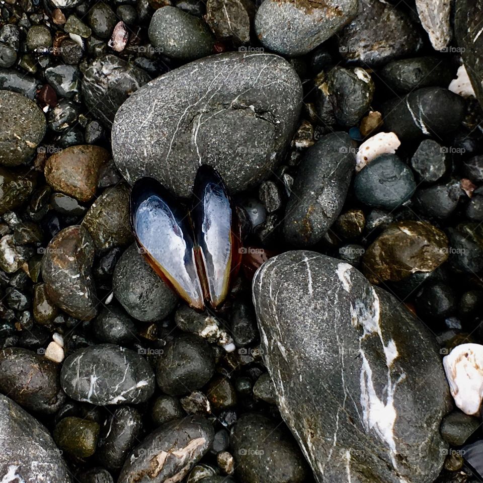 Muscle shell on stone beach