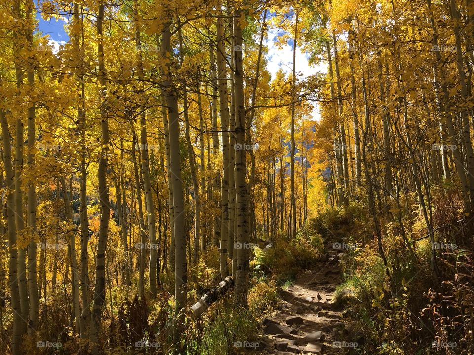 Footpath in forest