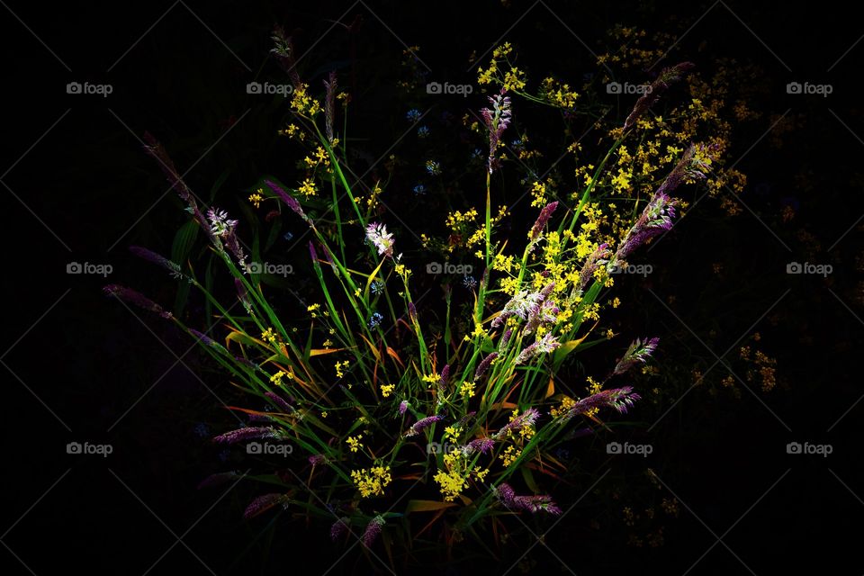 low key stunning field flowers sparkling colors with black background just growing in the grass on a deserted building space