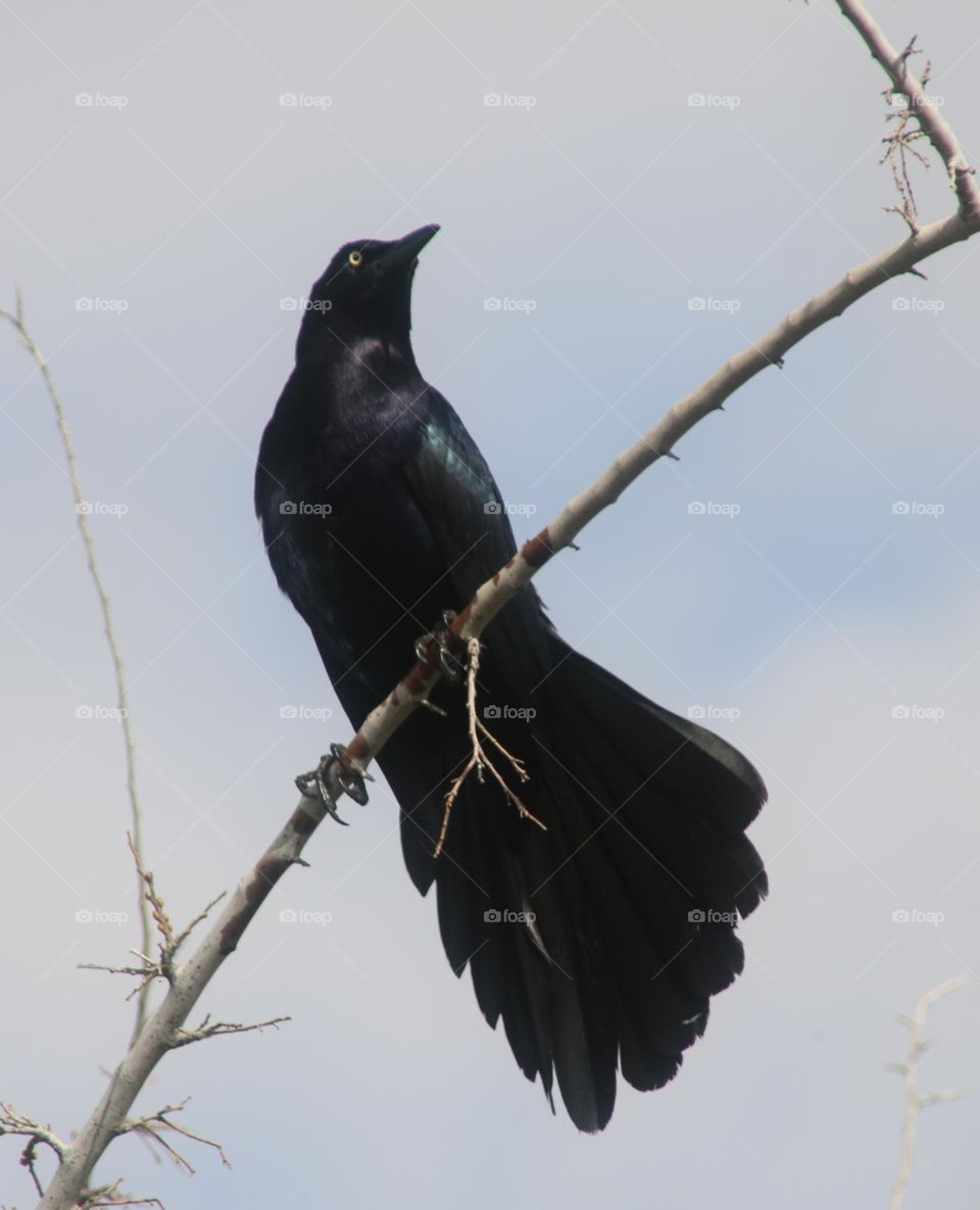 Grackle on a Branch