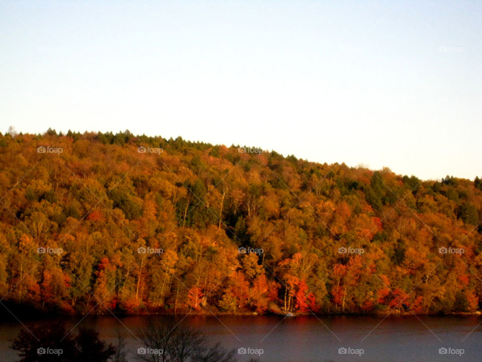 italy trees leaves lake by vincentm