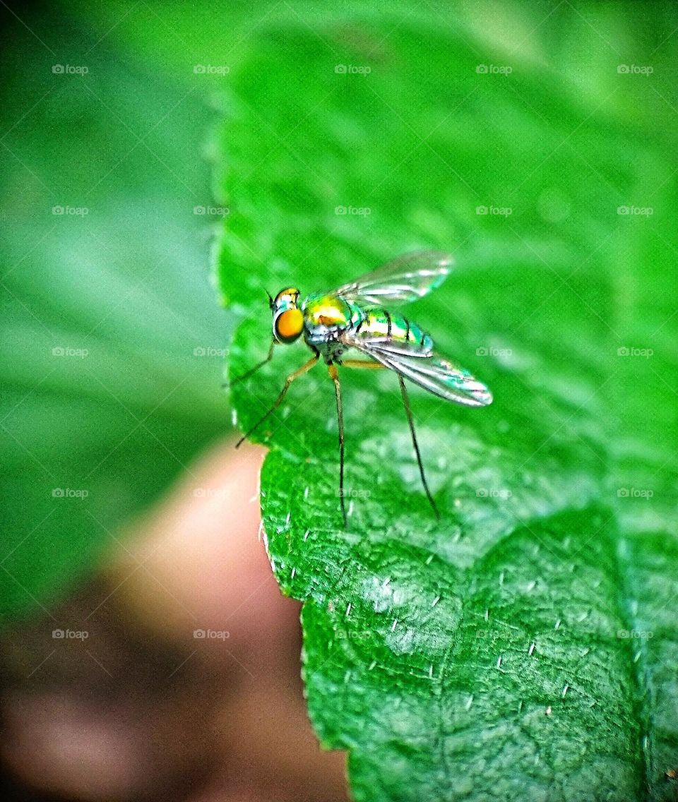 Condylostylus is a genus of flies in the family Dolichopodidae.