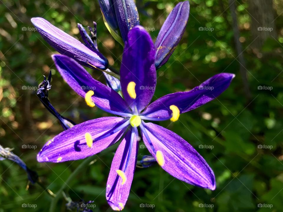 Close-up of blooming purple flower