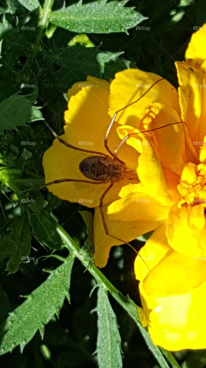 Spider In Flower