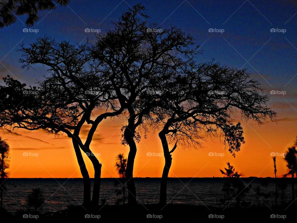 A moment at dusk when the upper rim of the sun’s disc disappears below the plane of the horizon. A cluster of oak trees display their silhouette stance. Dark blue sky