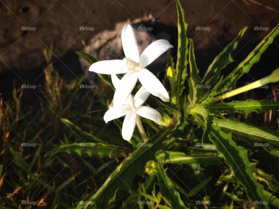 two white flowers are in bloom