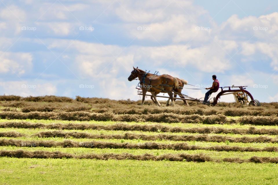 Amish man harvesting wheat with a draft horse