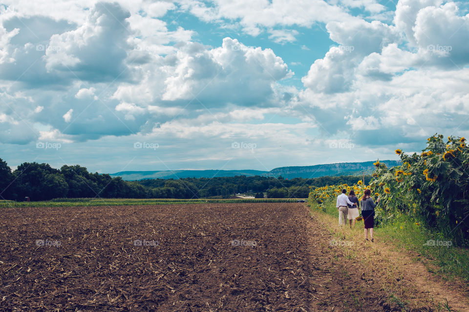 Sunflower field in summer 