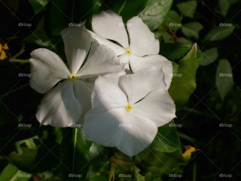 Three  beautiful white  flowers  with  a  small  shade.