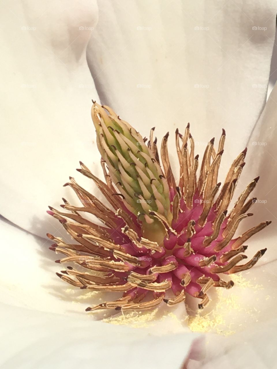 Heart of magnolia flower