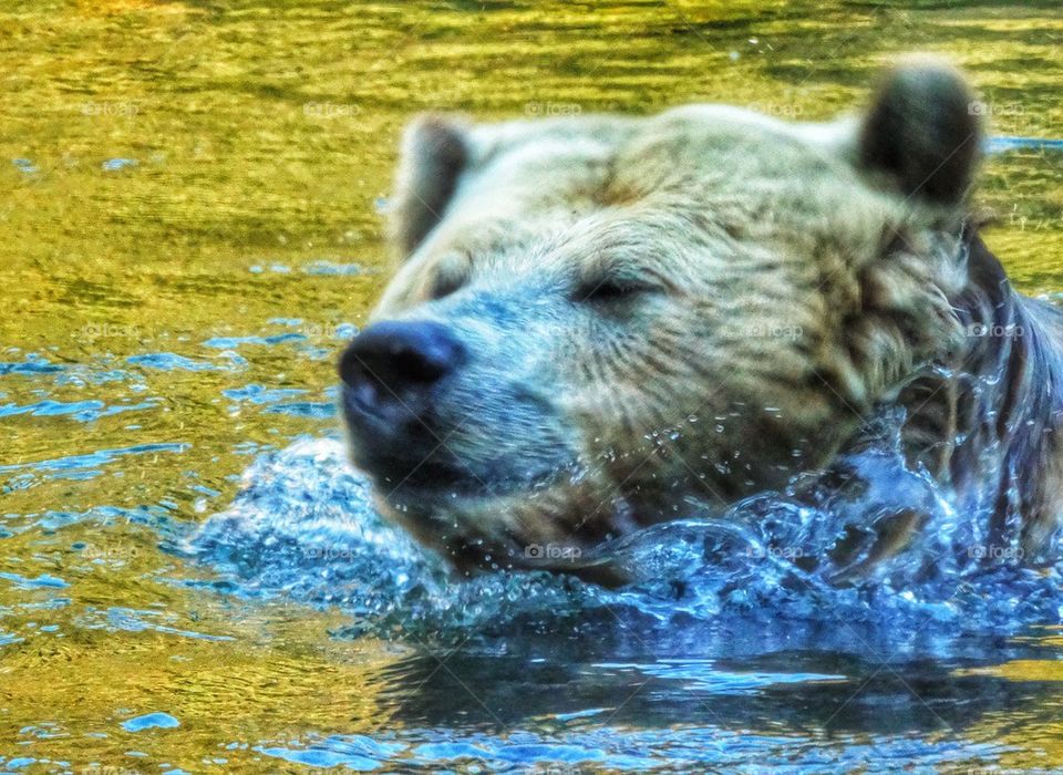 Grizzly Bear Swimming In A River. American Grizzly Bear Frolicking In The Water