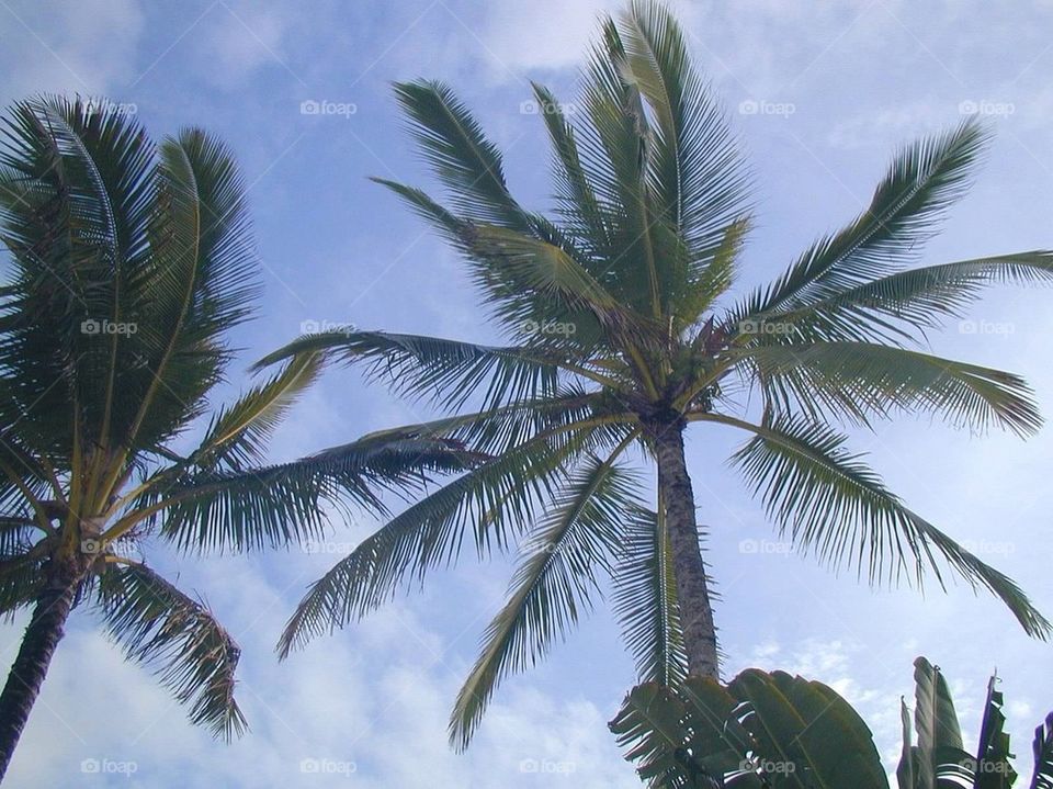 Palm Trees