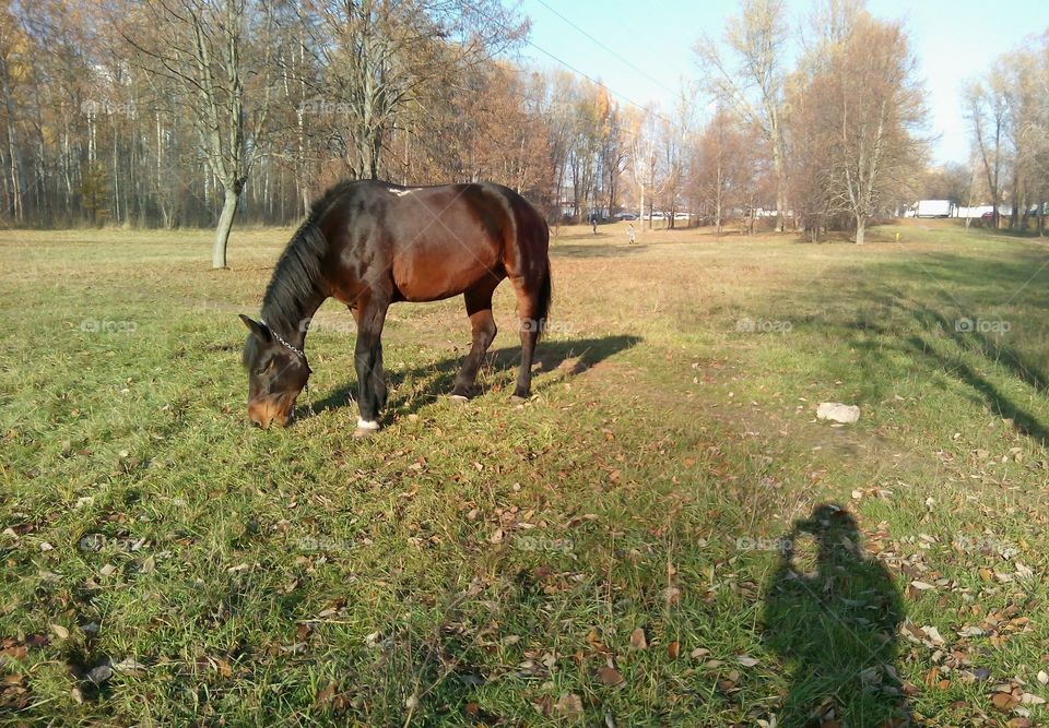 Grass, Farm, No Person, Mammal, Hayfield