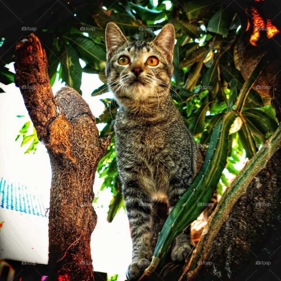 Cat stand with black background