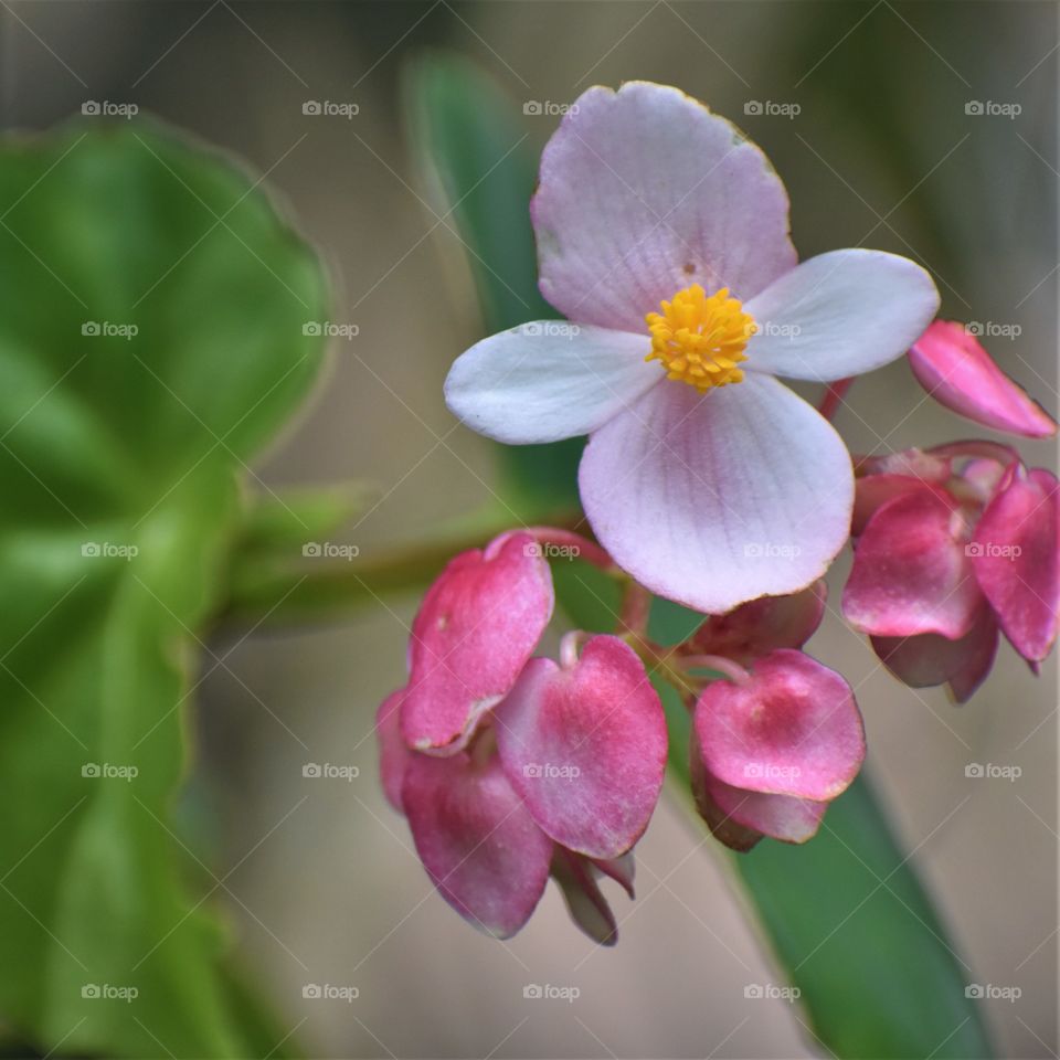 Begonias growing wild in beautiful bright and soft pinks