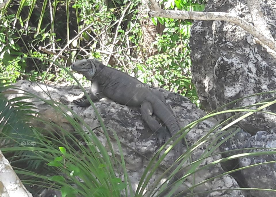 blue iguana in tropical location