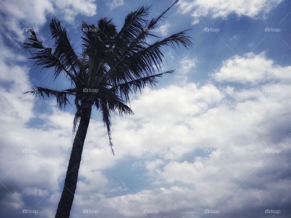 Palm tree