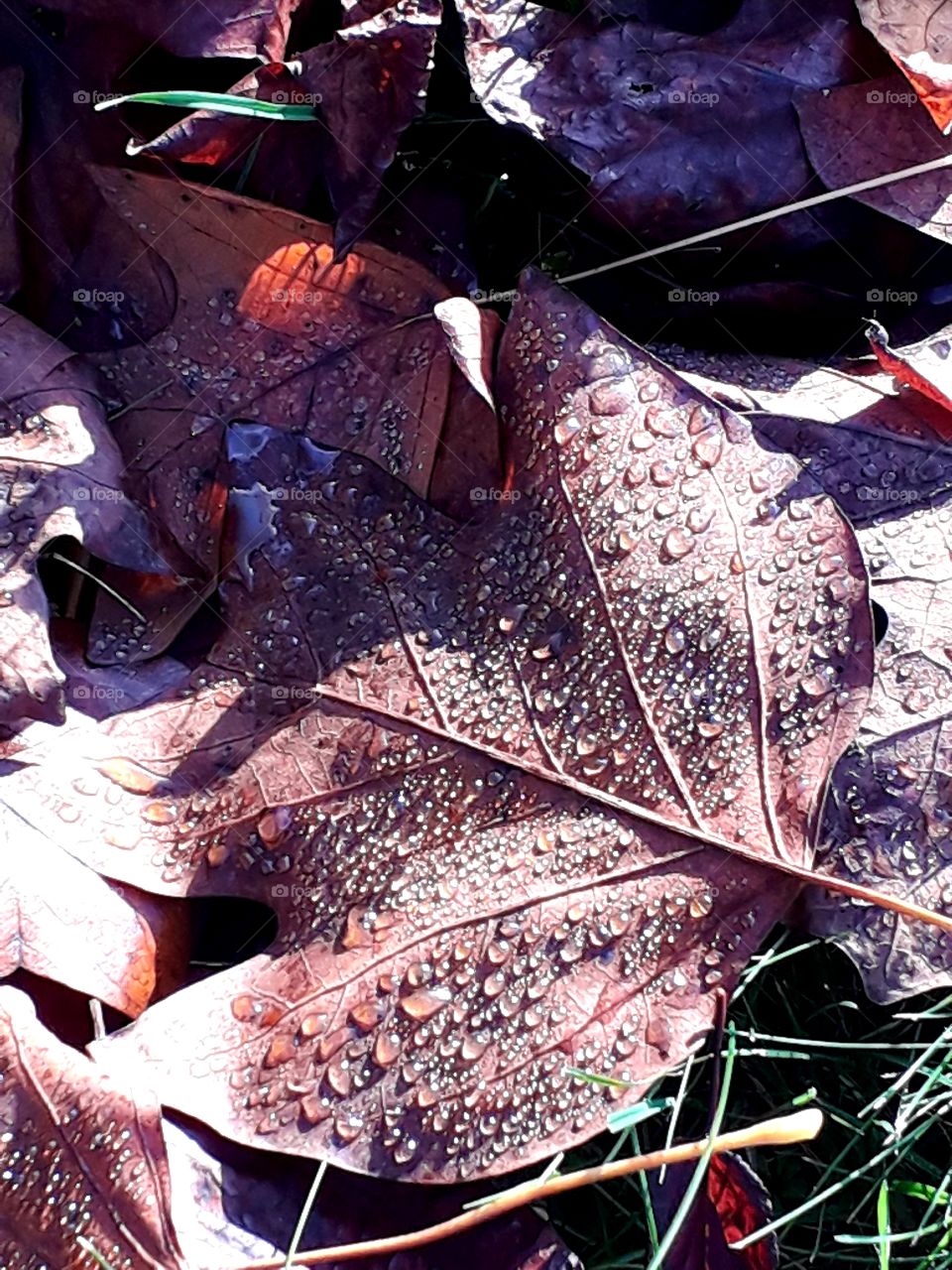 autumn garden - fallen leaves  covered with rain drops  Play  colours in light and shade