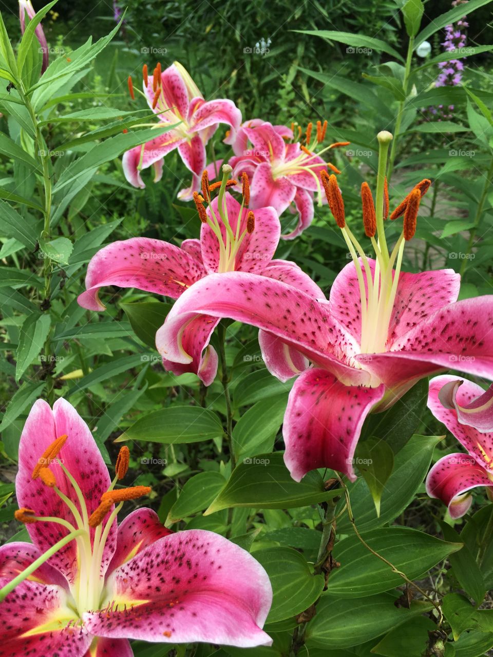 Lily love 
