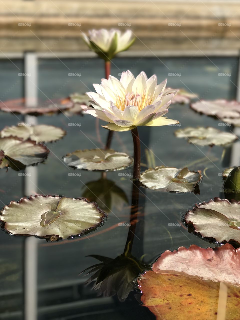 Water lily in lake