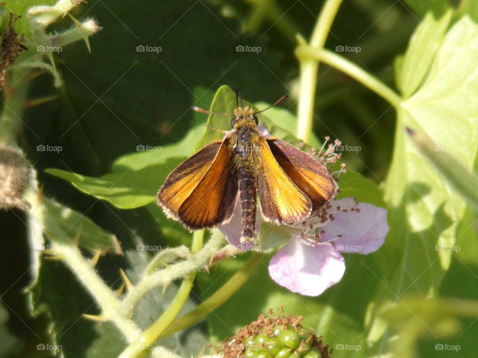 Schmetterling auf einer Brombeerblüte
