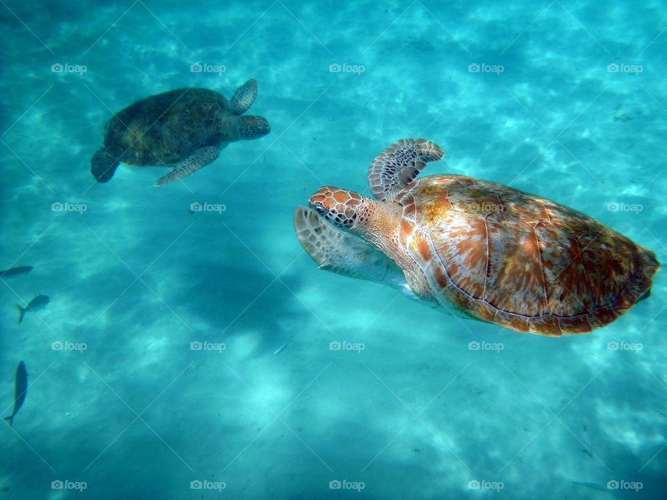 Sea turtles 