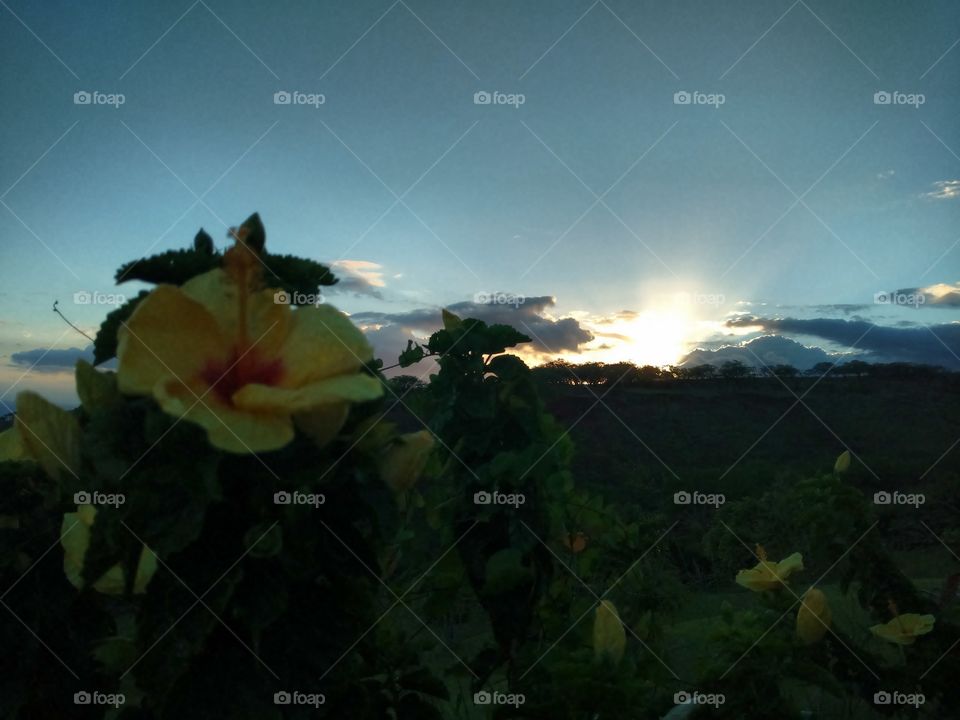 Makakilo Hibiscus Sunset