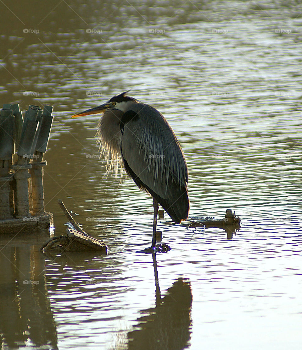 Heron in lake
